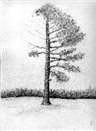 Unfinished Pine
