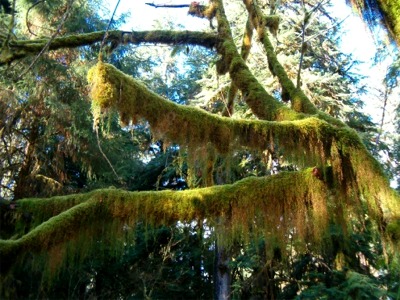 Hoh Rainforest Mossy Limbs