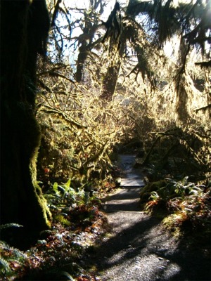 Hoh Rainforest Path