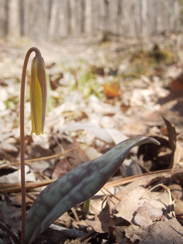 20140326TroutLilyBloom