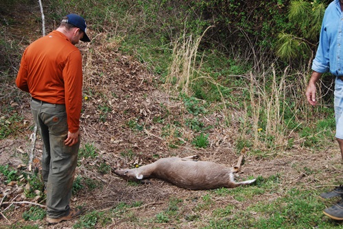 20140403BrentDeer