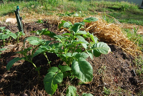 20140423Spinach