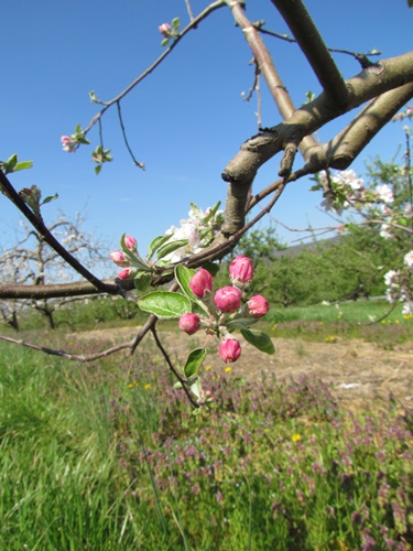 20140427AppleBloom