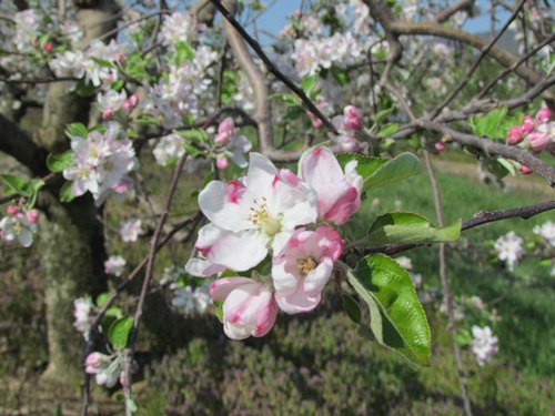 20140427OrchardBloom