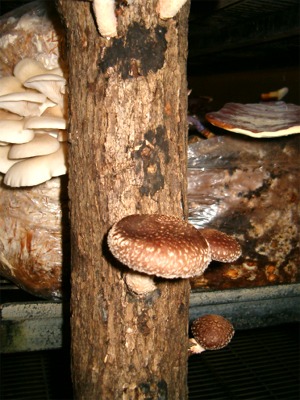 Shitake Log