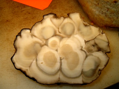 The Brain Maitake Slice