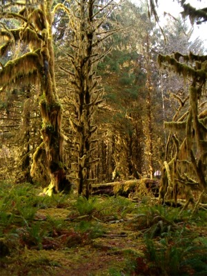 Hoh Rainforest 