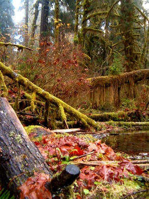 Hoh Rainforest Fallen Trees