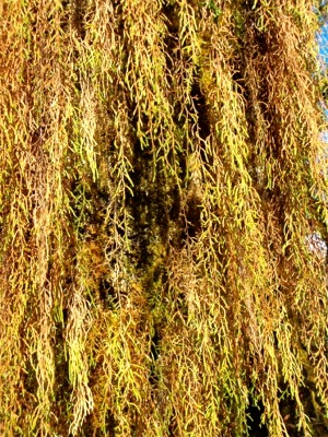 Hoh Rainforest Moss