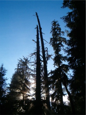 Hoh Rainforest Sunlight