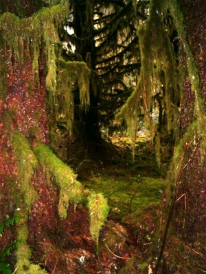 Hoh Rainforest Tolkein