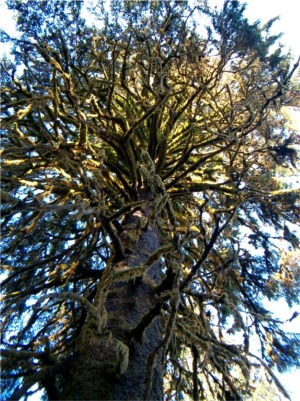 Hoh Rainforest Treetop